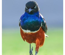 Superb Starling