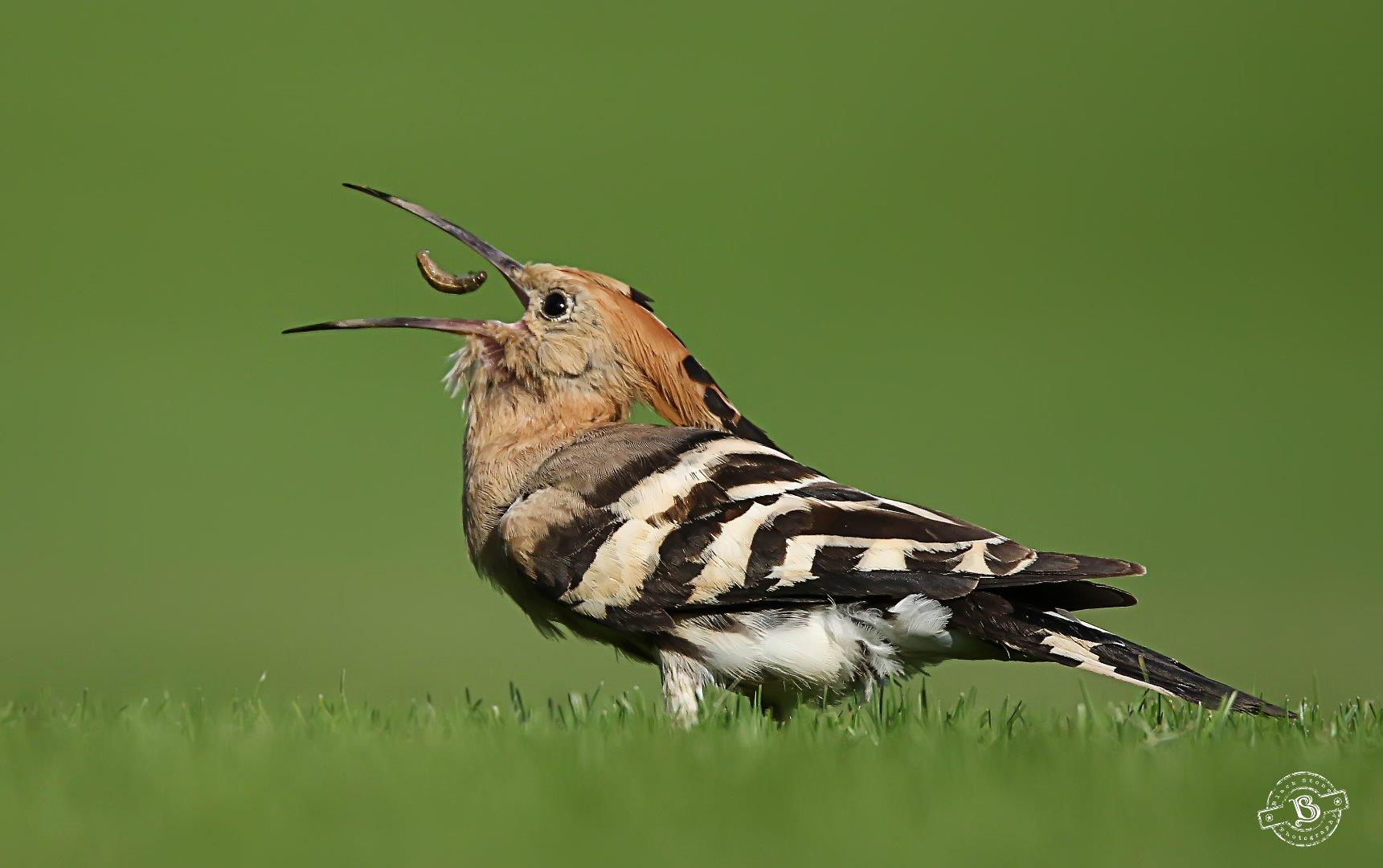 Hoopoe