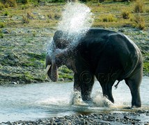 Tusker spraying water while cr