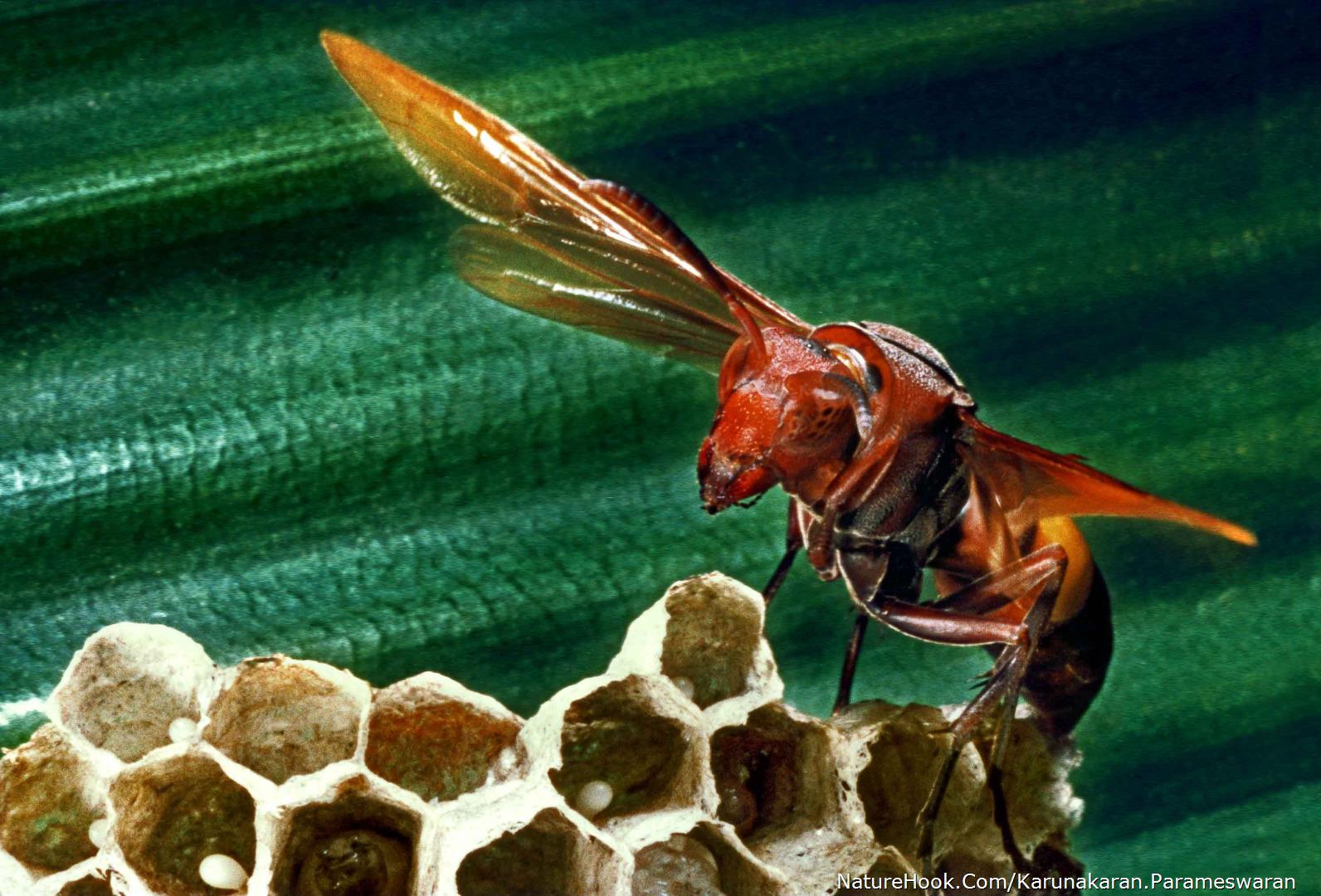 Social wasp- Paper wasp