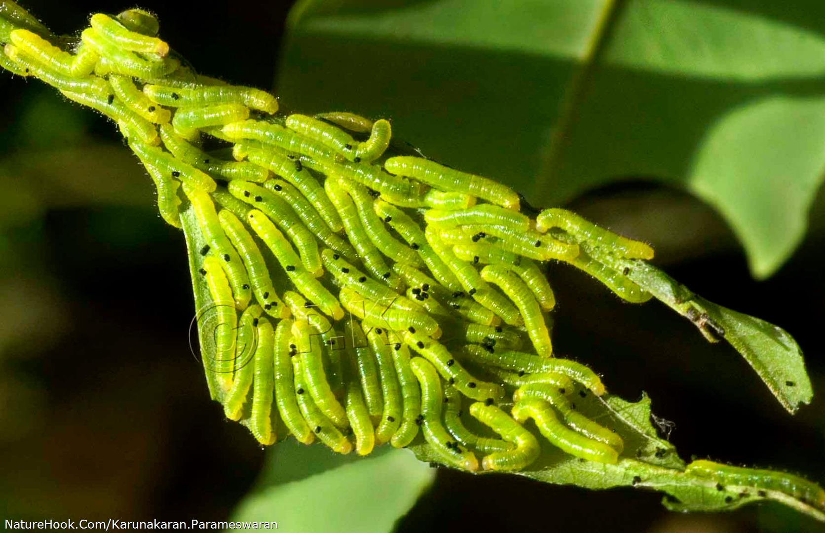 Larvae of Common grass yellow 