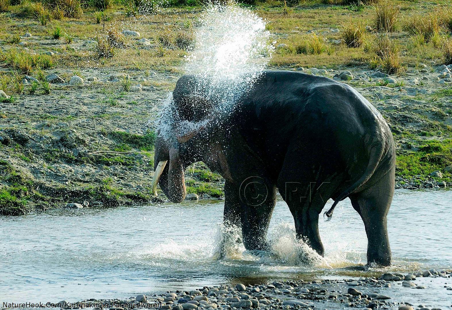 Tusker spraying water while cr