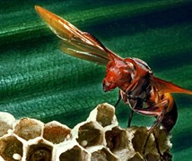 Social wasp- Paper wasp