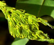 Larvae of Common grass yellow 