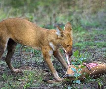 Wild dog (Dhole) Cuon alpinus