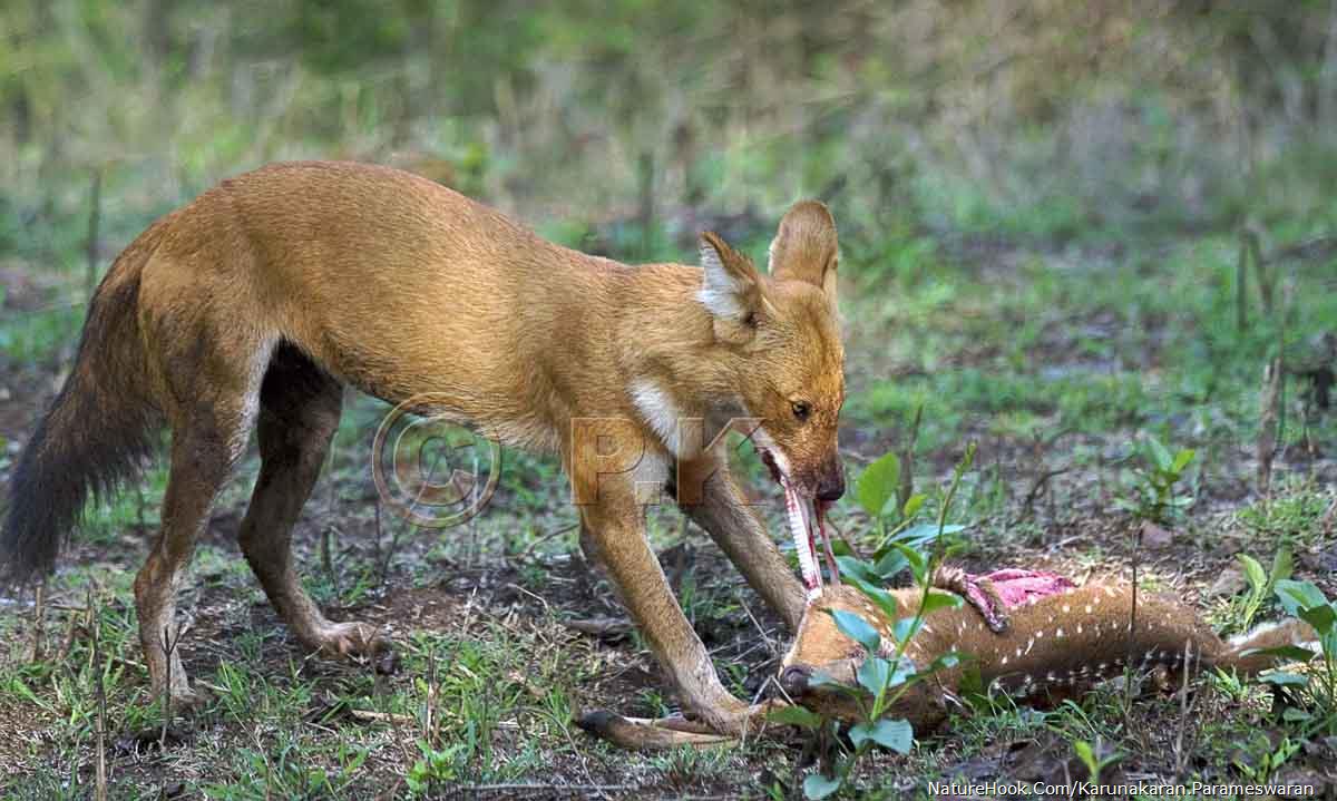 Wild dog (Dhole) Cuon alpinus