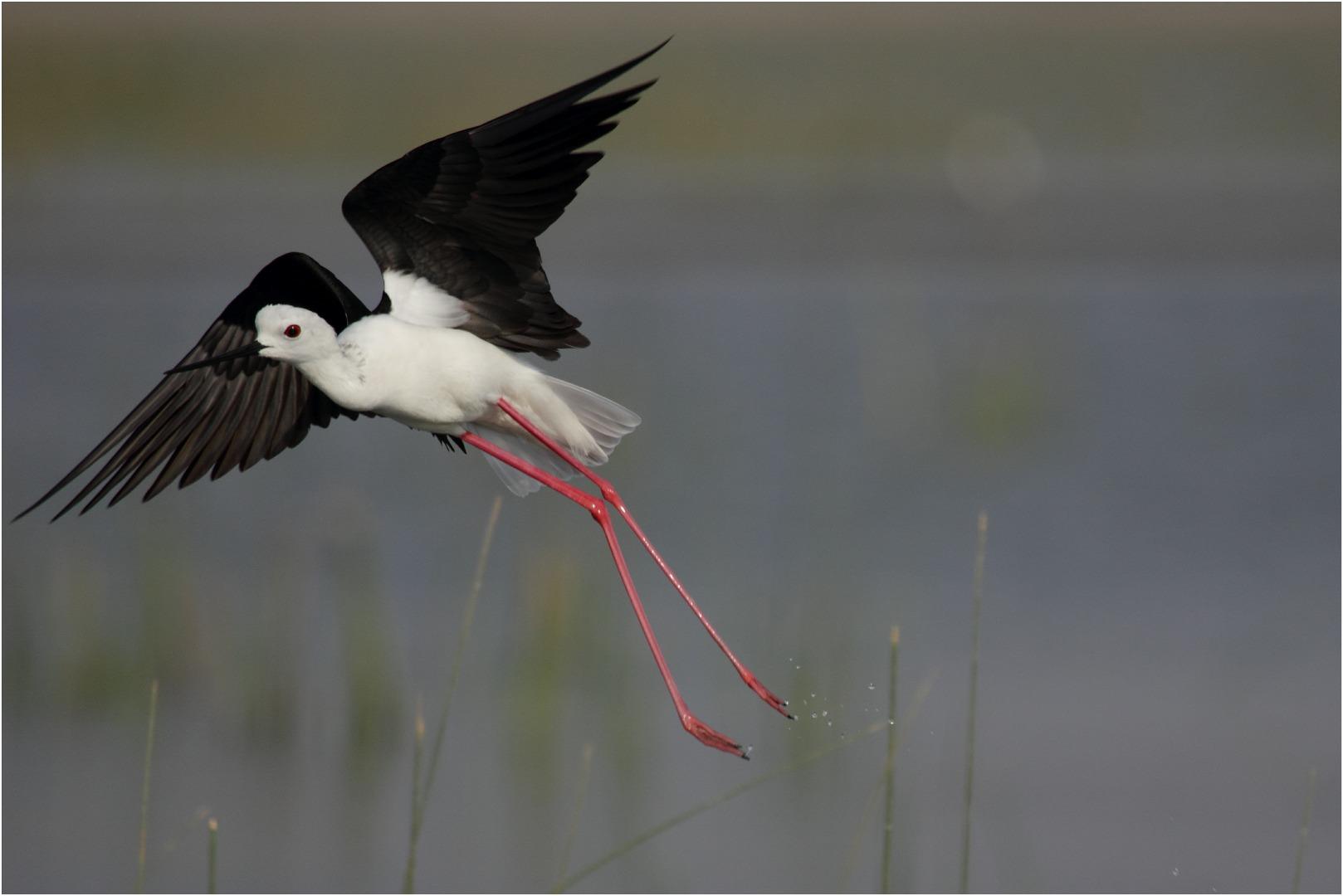 Black winged stilt