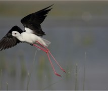 Black winged stilt