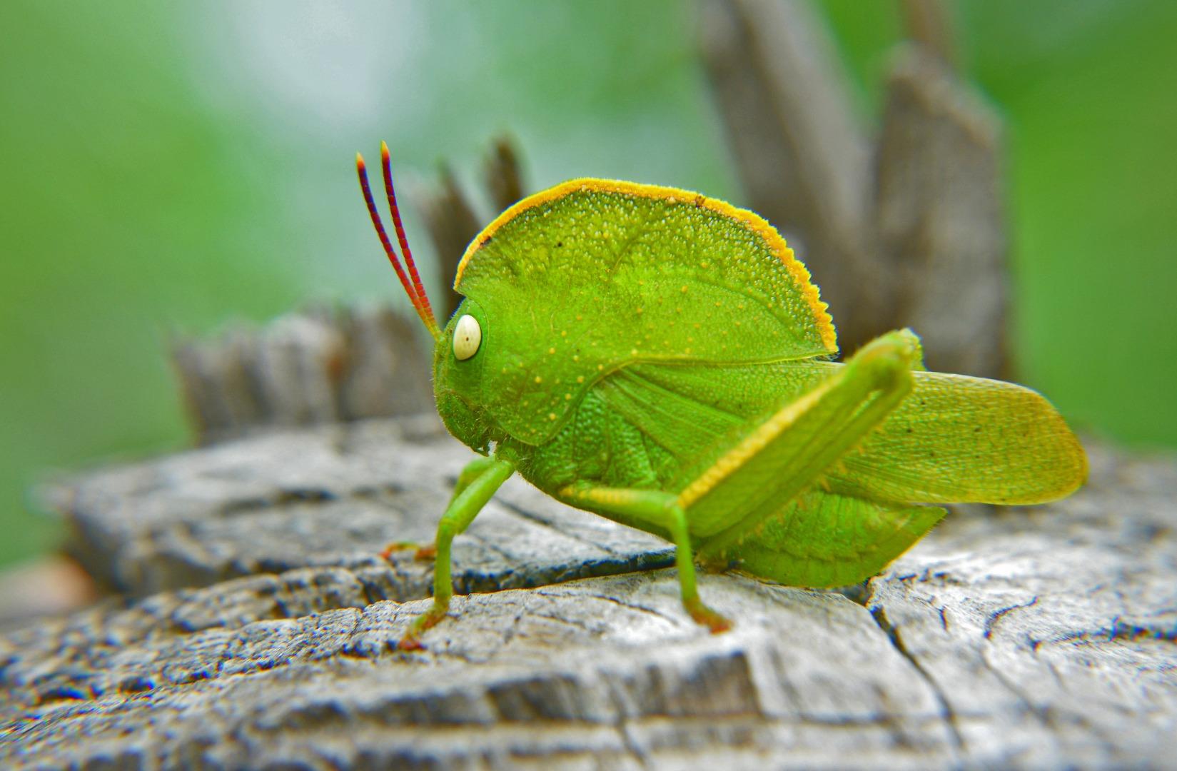 Hoded grasshopper