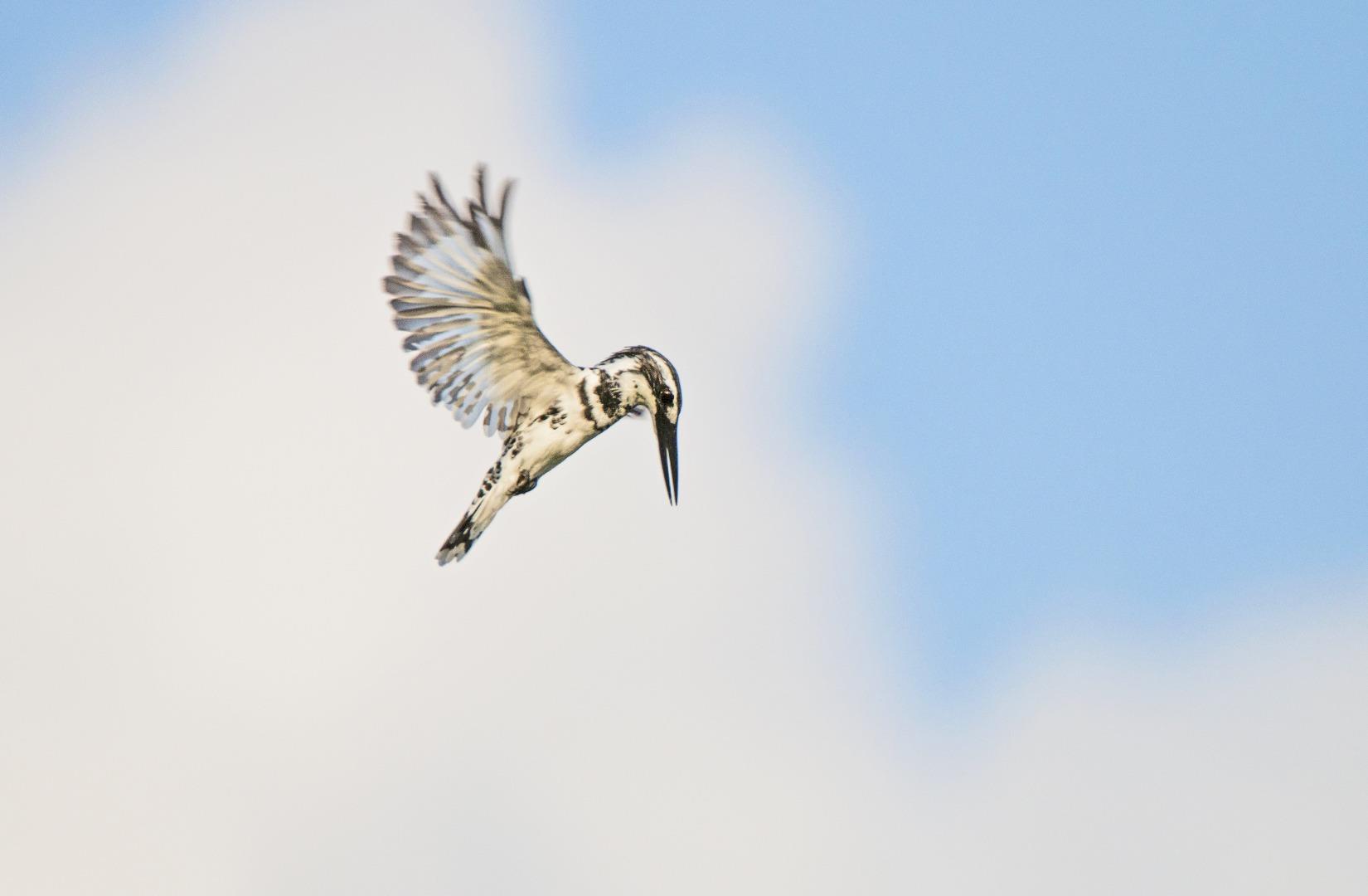 Pied kingfisher