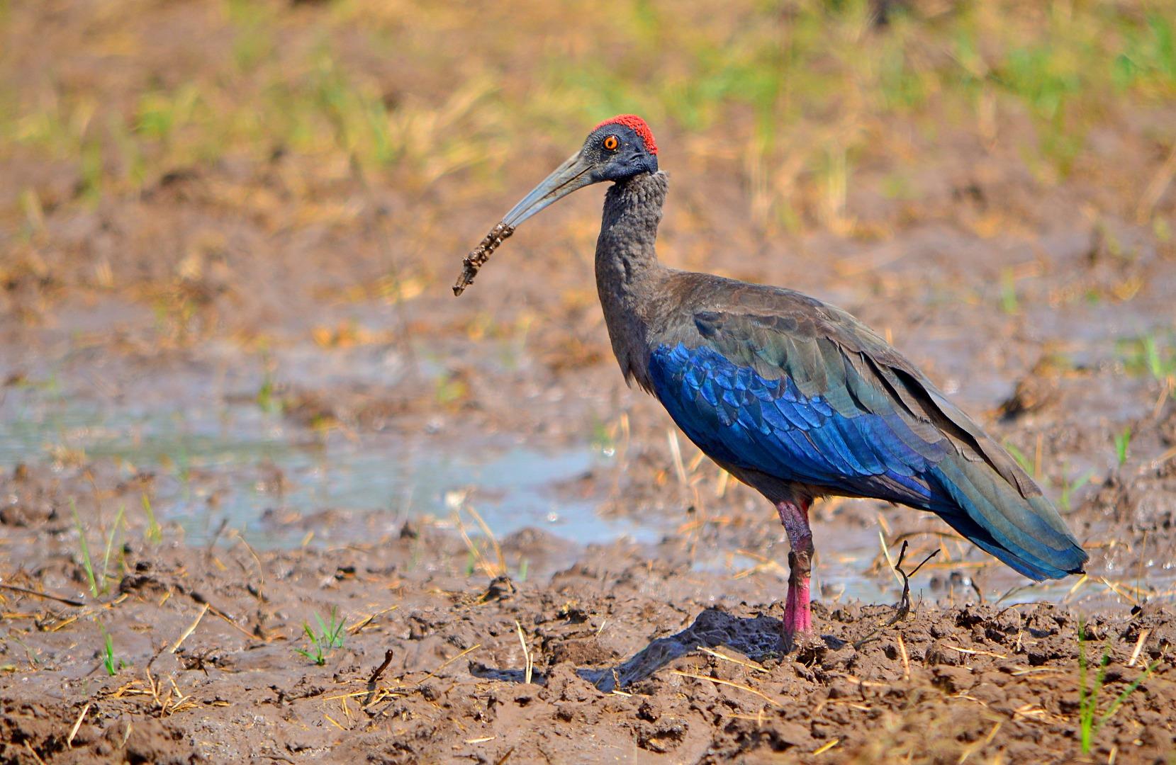 Red naped ibis