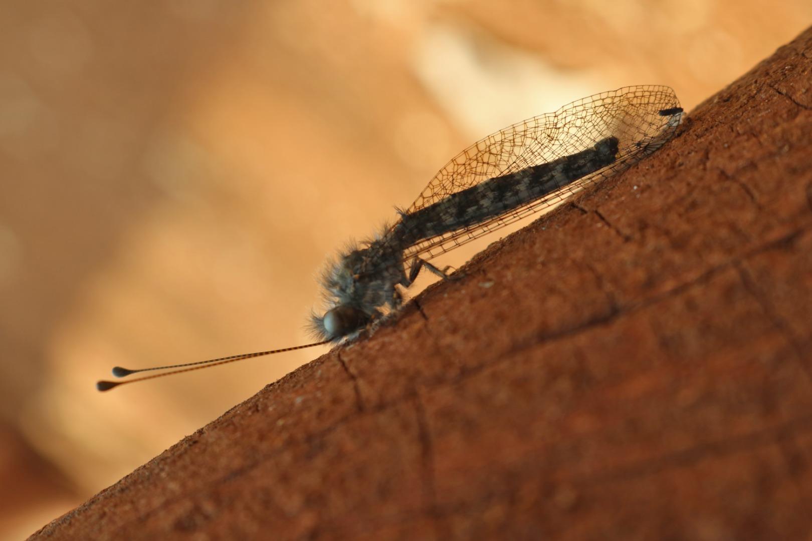 Antlion