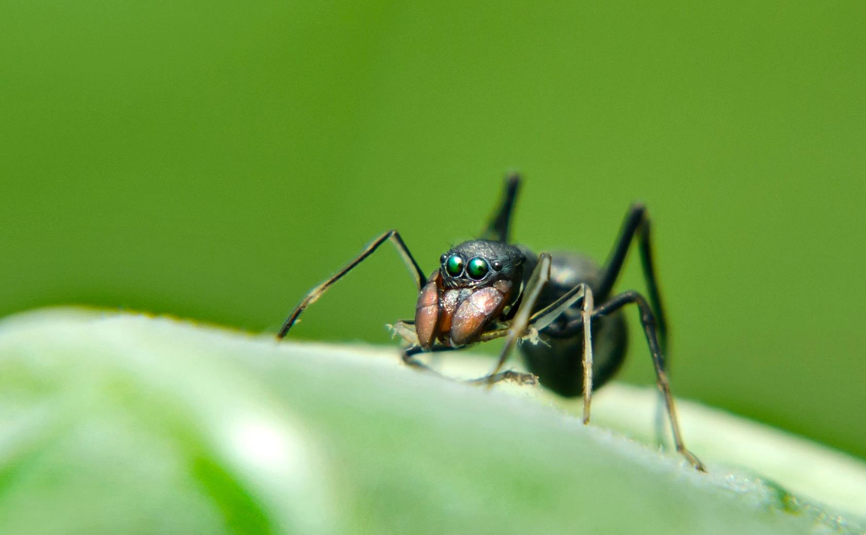 Ant mimic spider