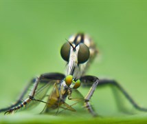 Robber fly