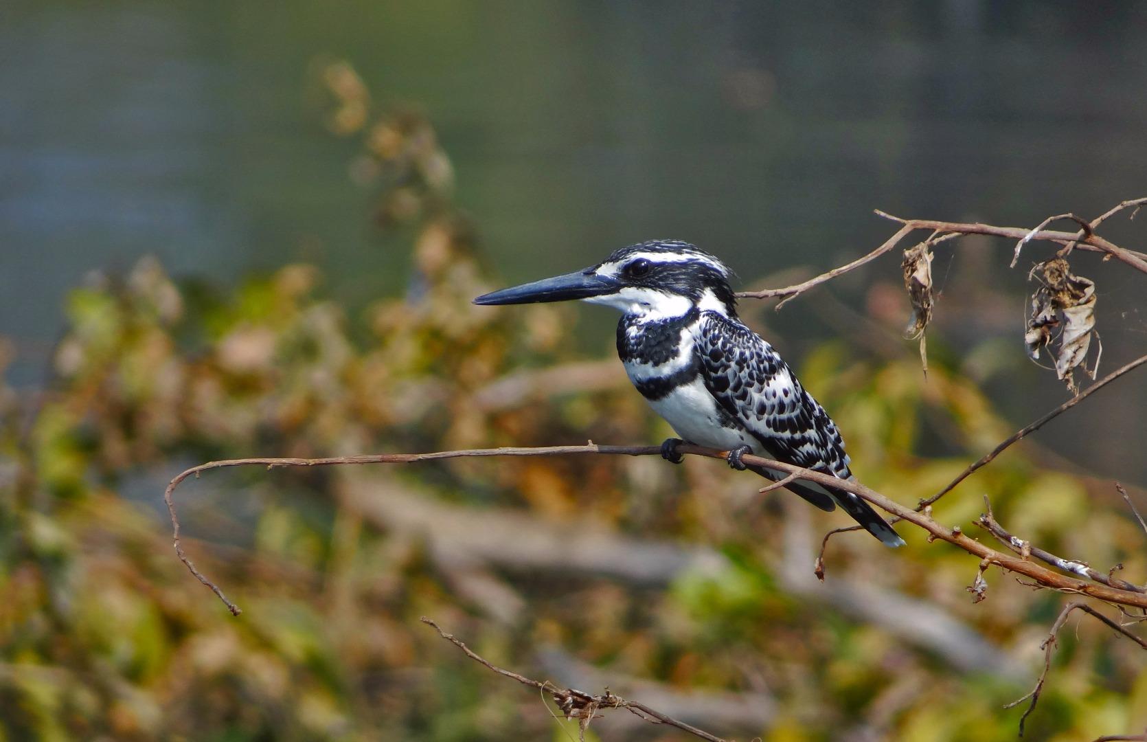 Pied kingfisher