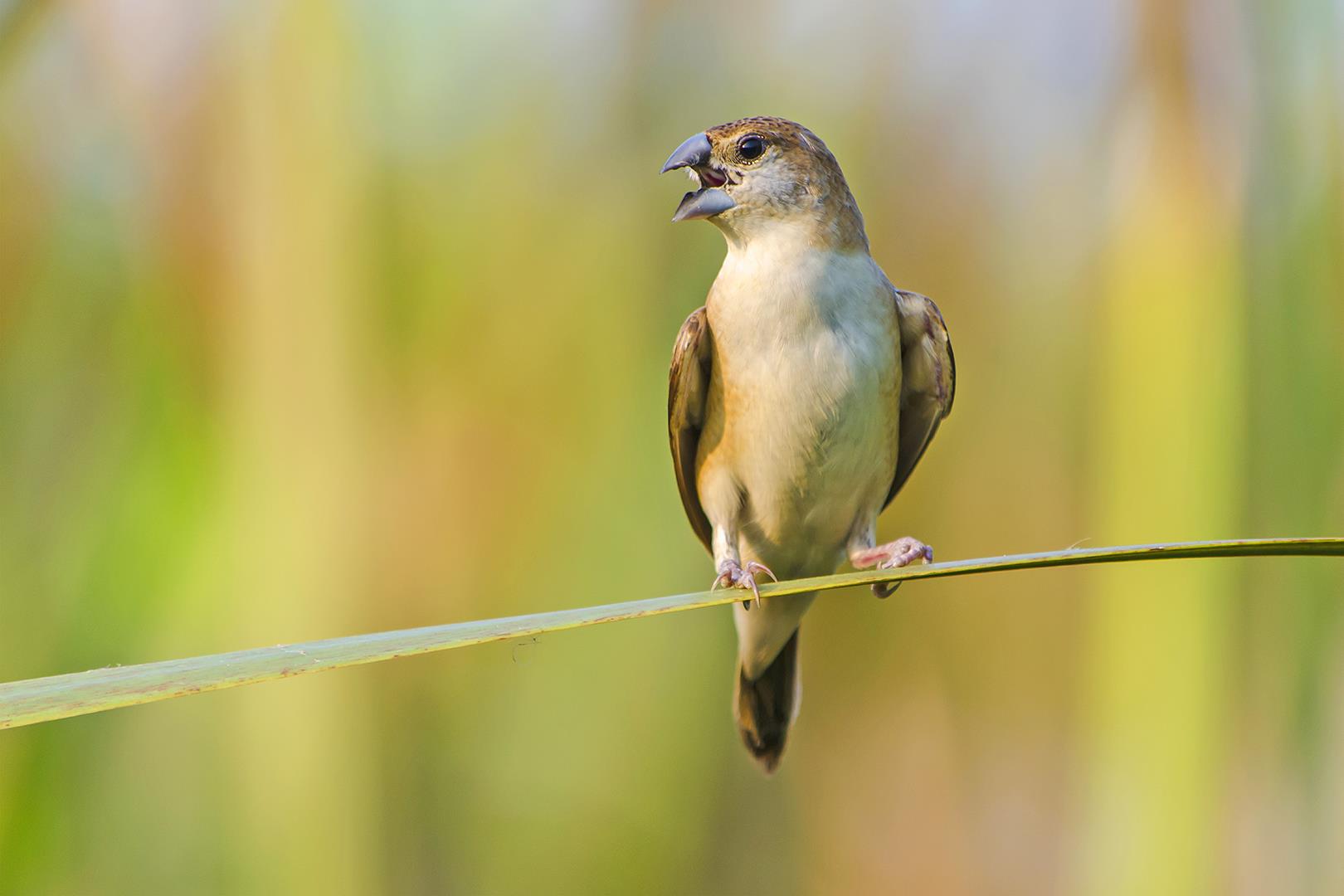 Indian silverbill