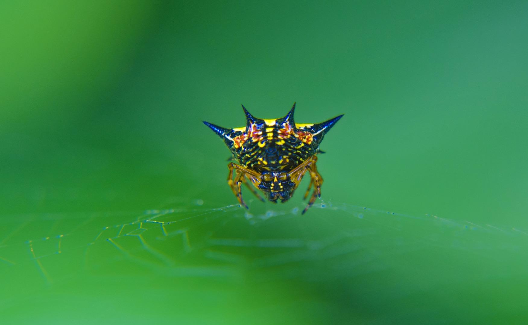 spiny orb weaver spider