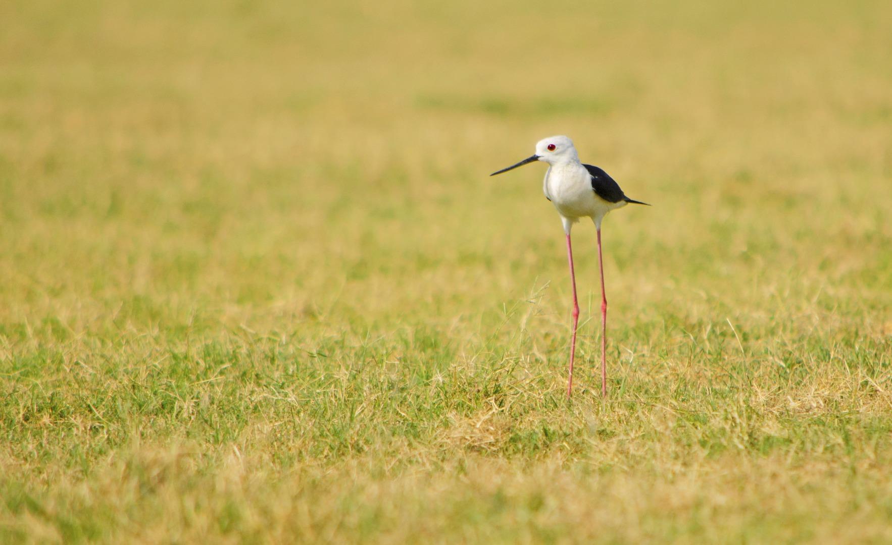 Black winged stilt