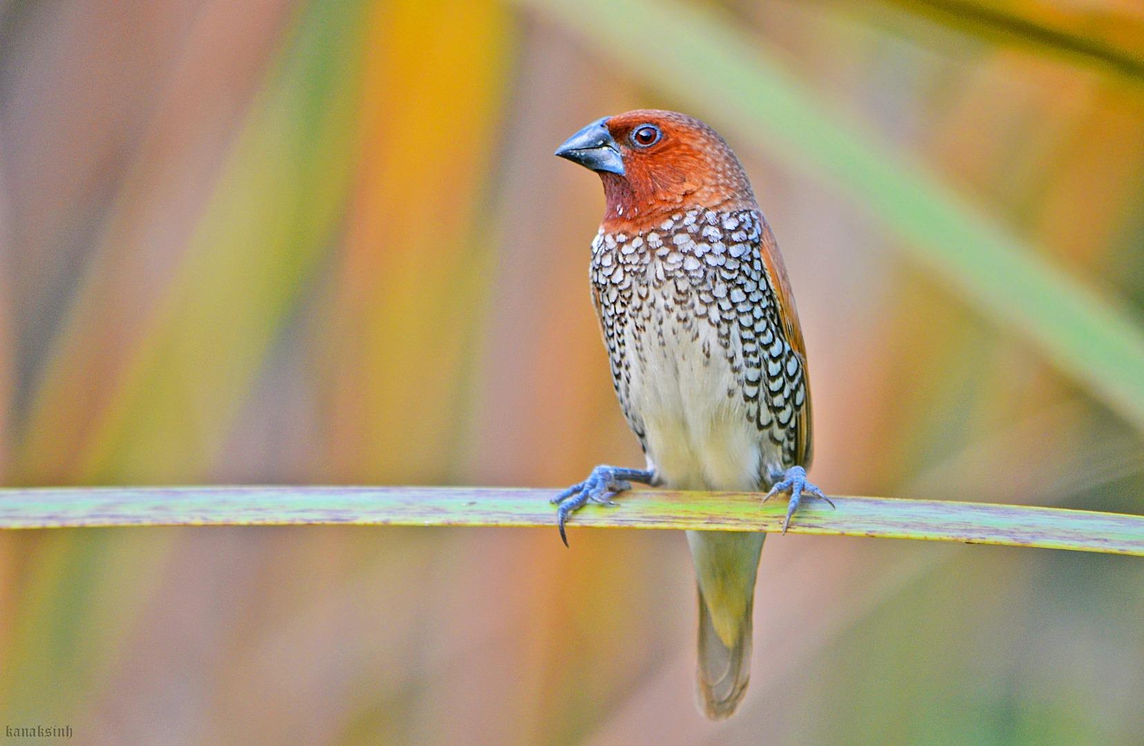 scaly breasted munia