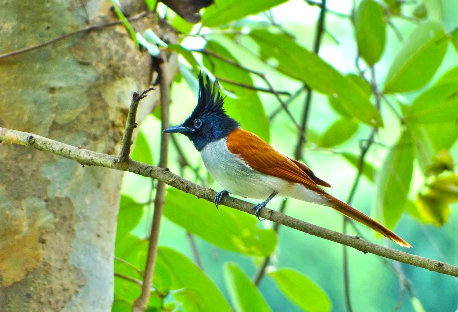 Asian paradise flycatcher