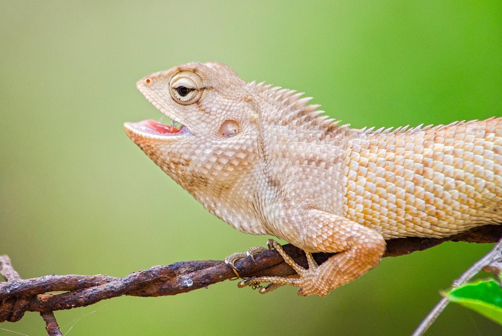 Lizard