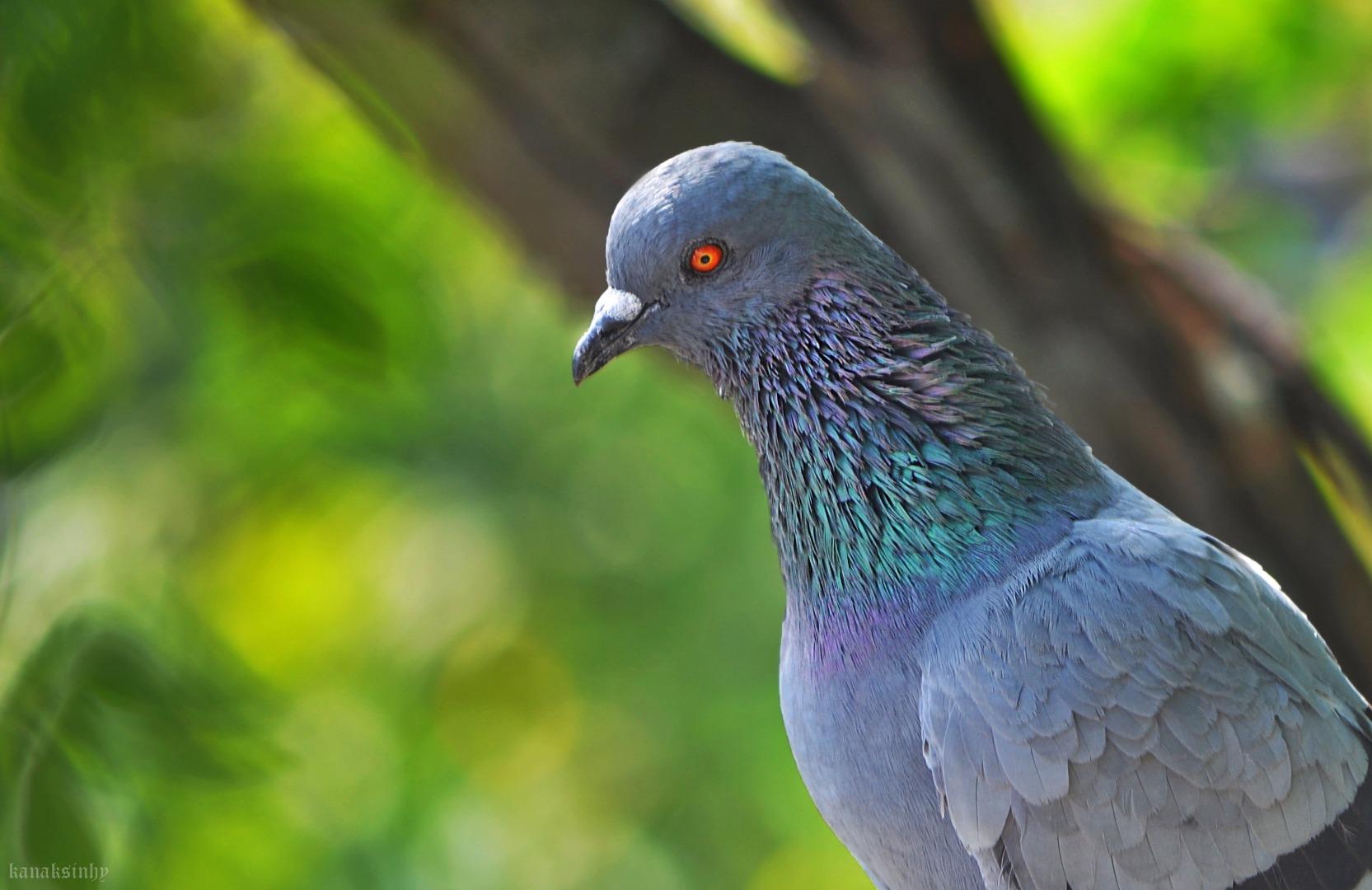 Pigeon