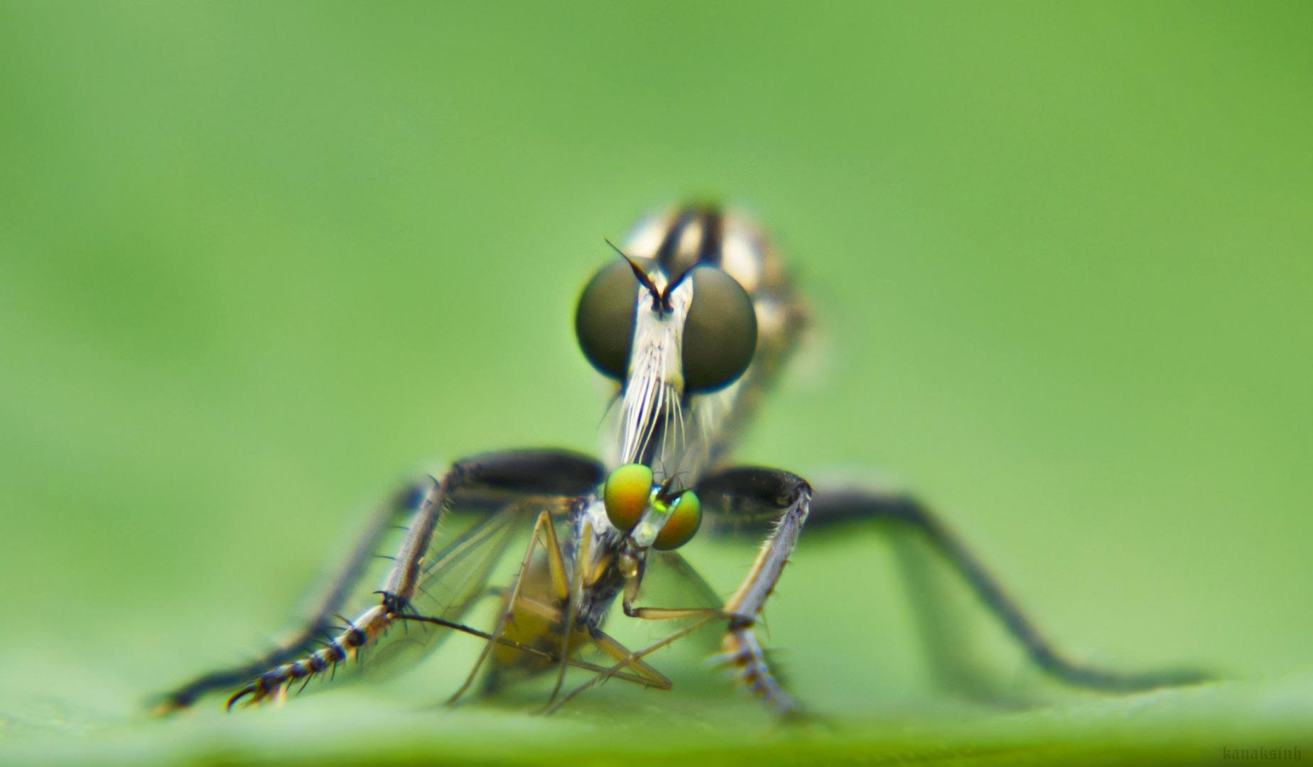Robber fly