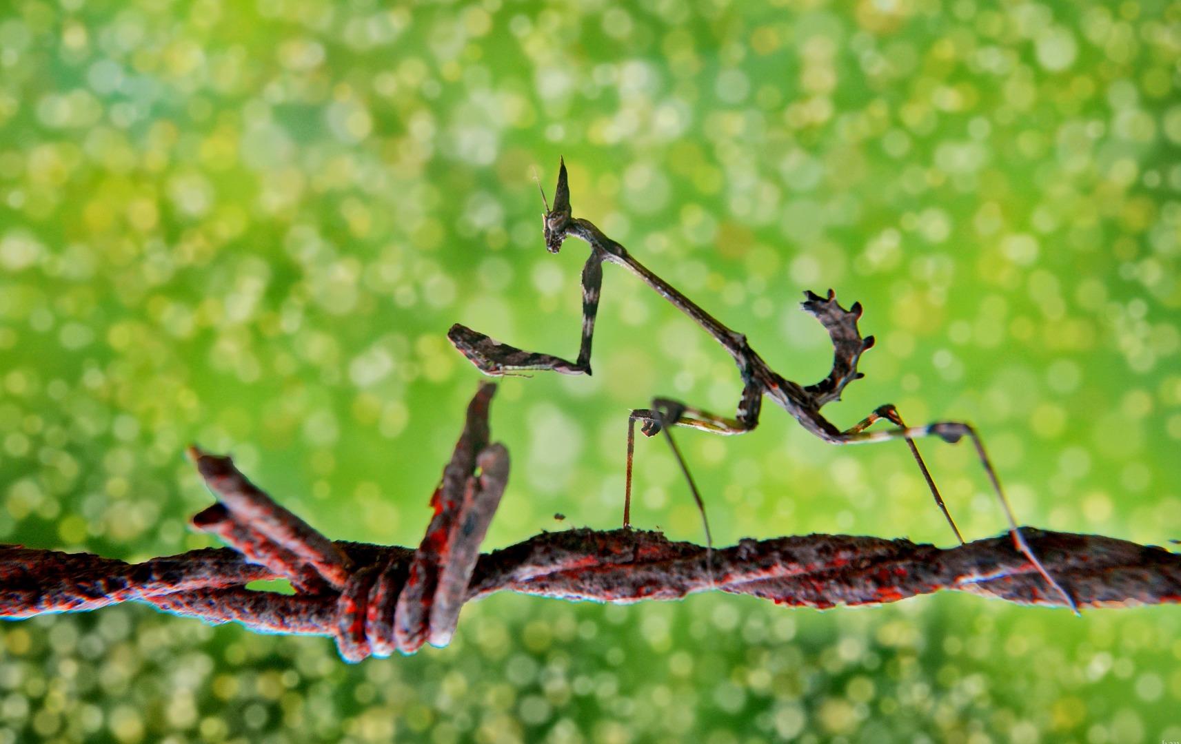 Mantis