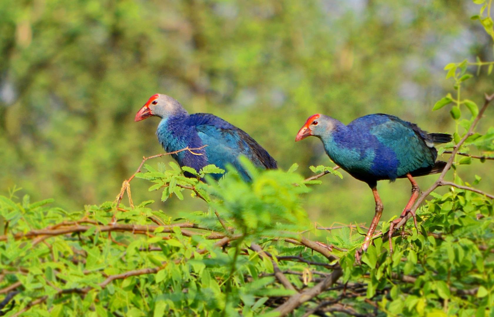 Swamphen