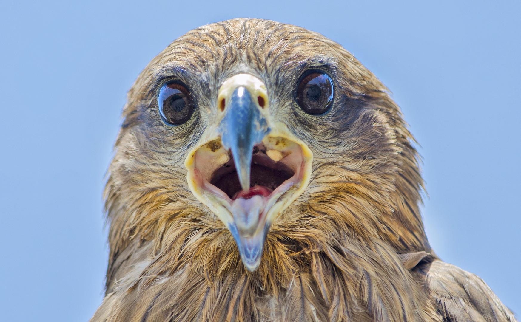 Black kite