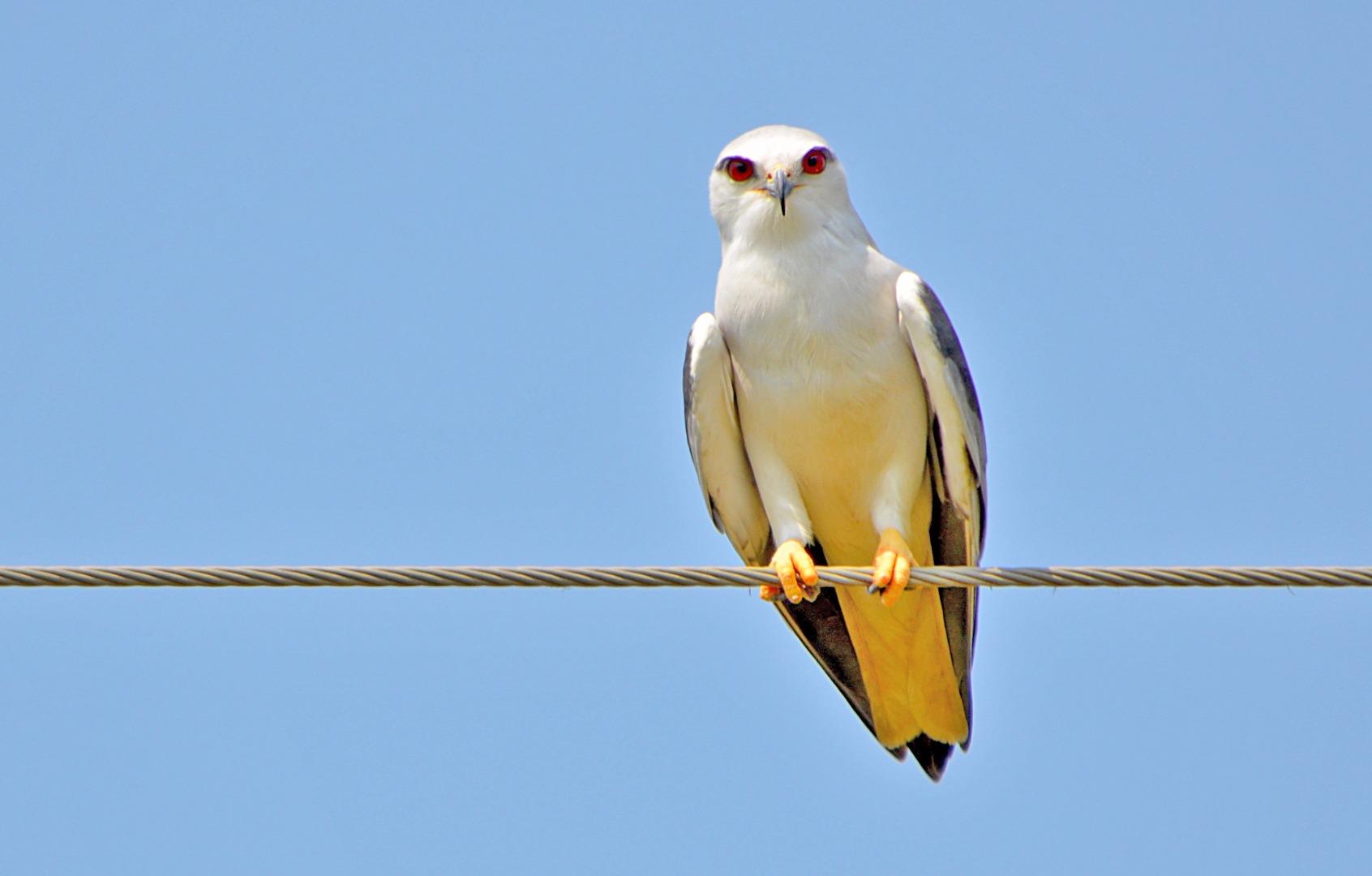 Black shoulderd kite