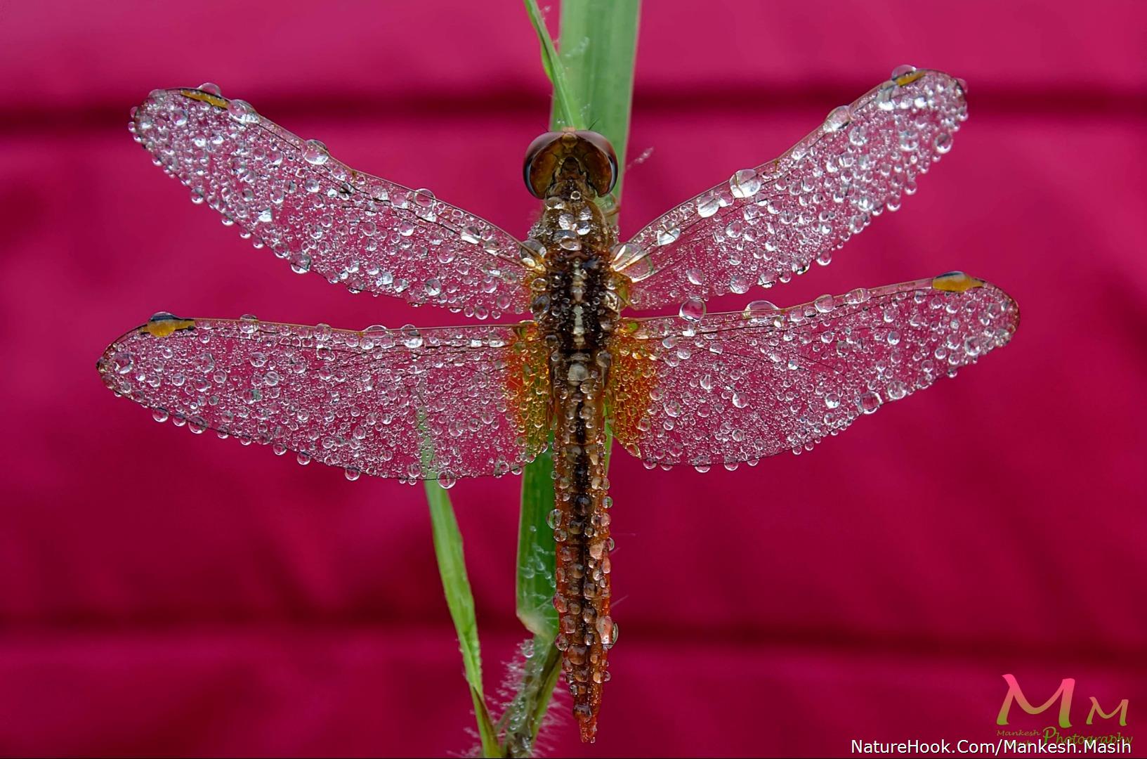 Dragonfly