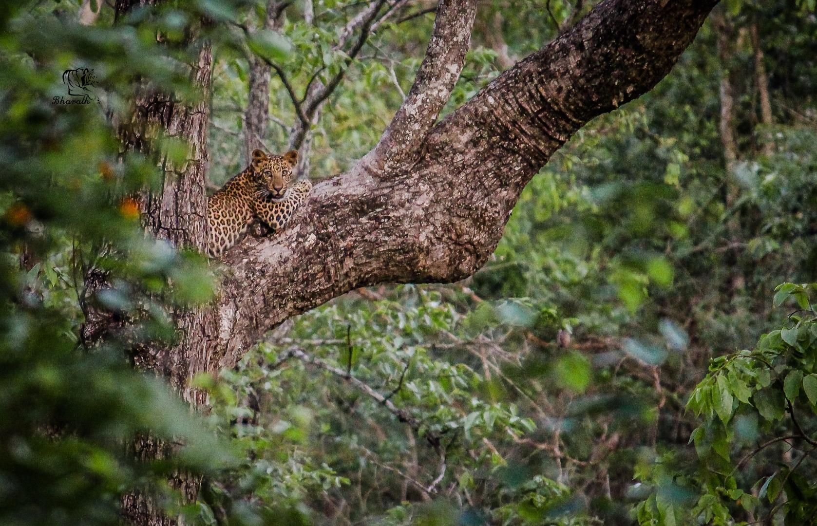 leopard