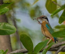 Indian Pitta