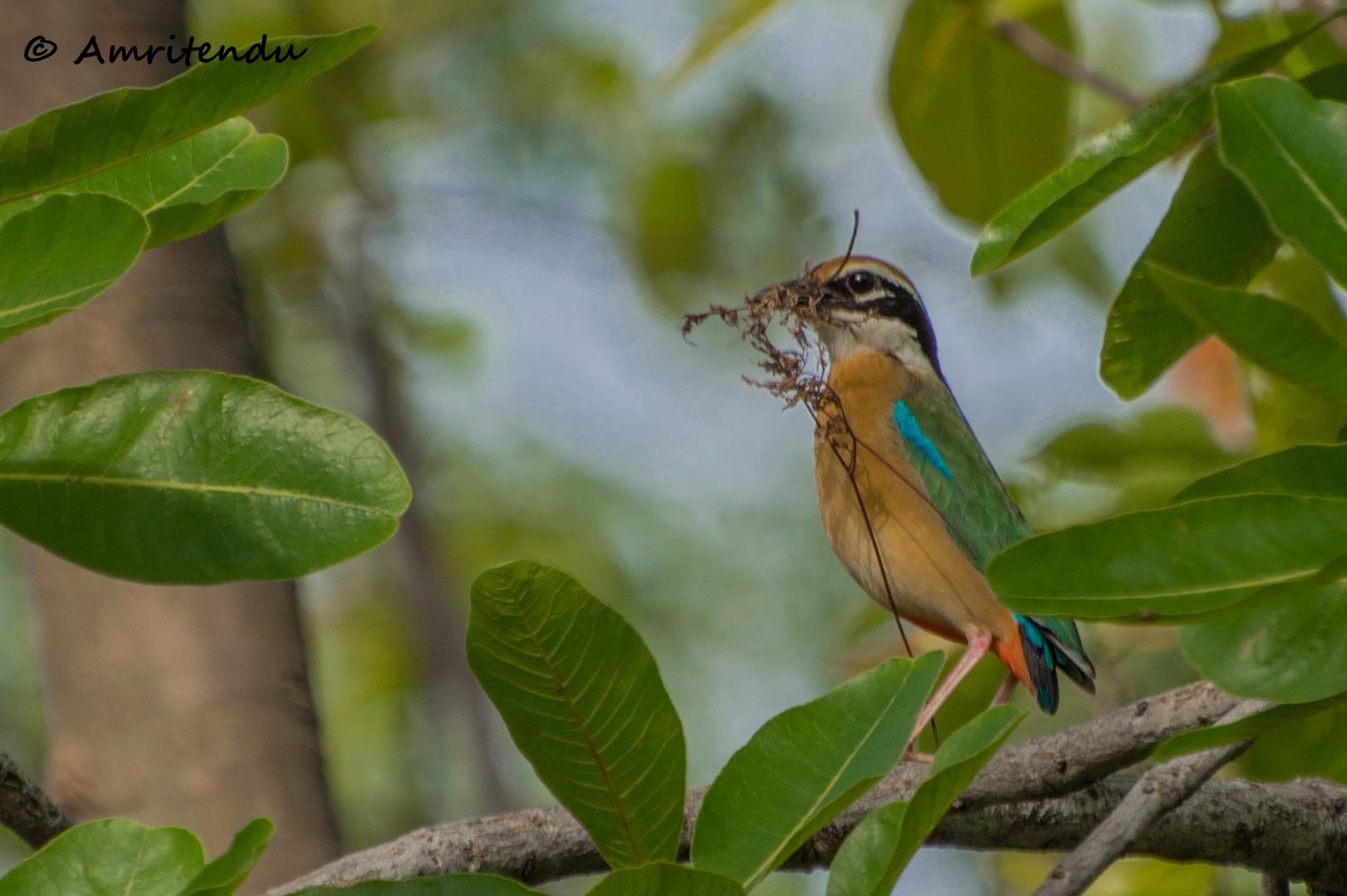 Indian Pitta