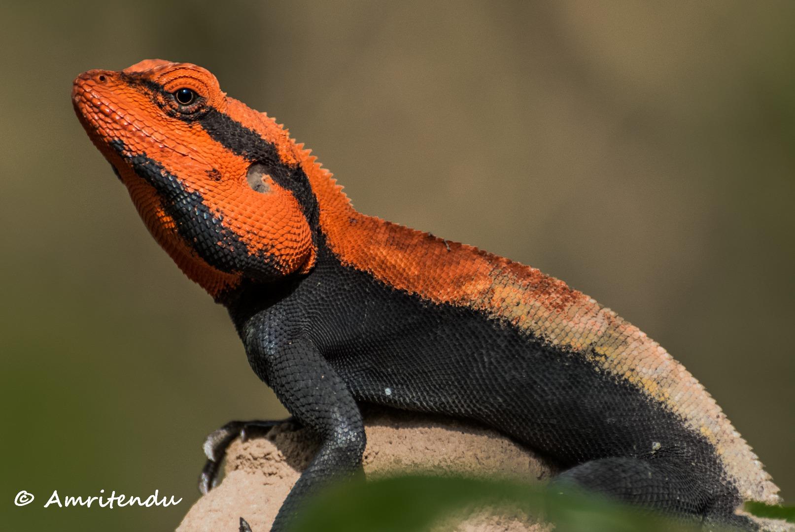 Peninsular Rock Agama