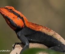 Peninsular Rock Agama