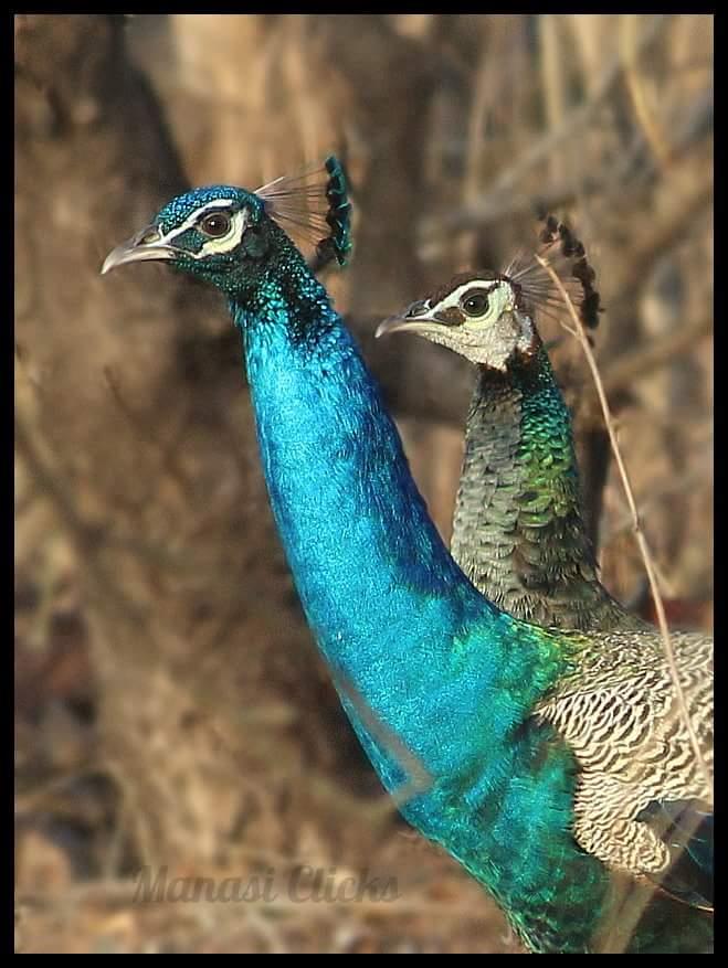 Peacock