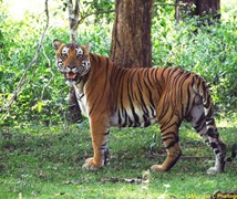 Tiger Male
