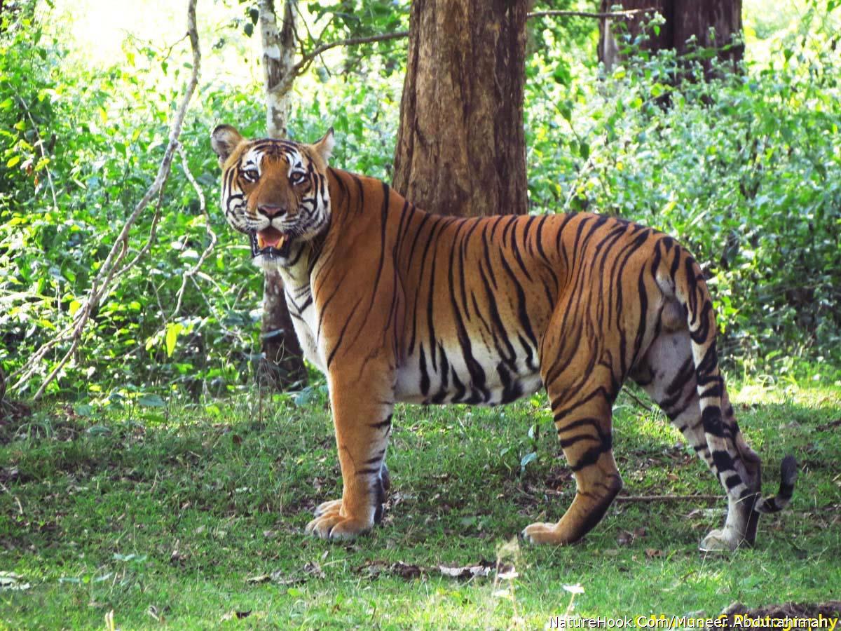 Tiger Male