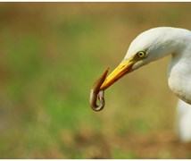 Intermediate egret 