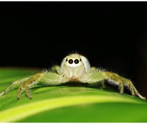 Two Striped jumping spider