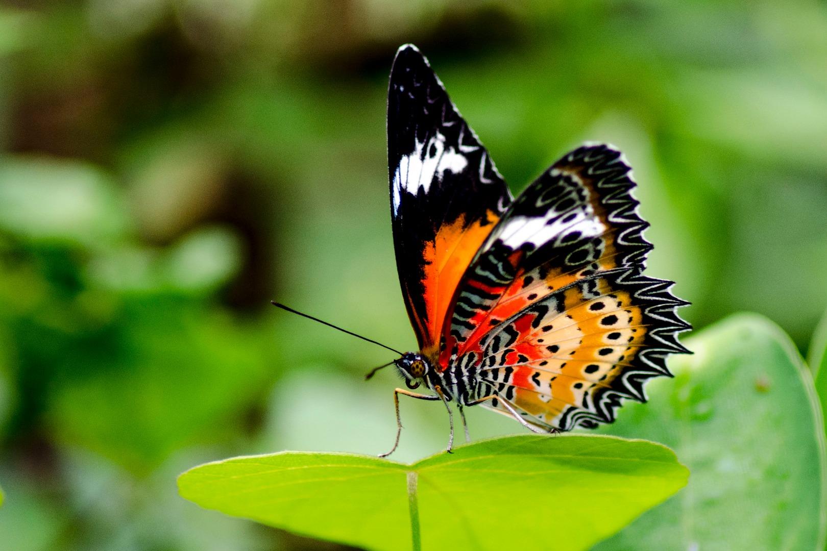 Leopard Lacewing (m)