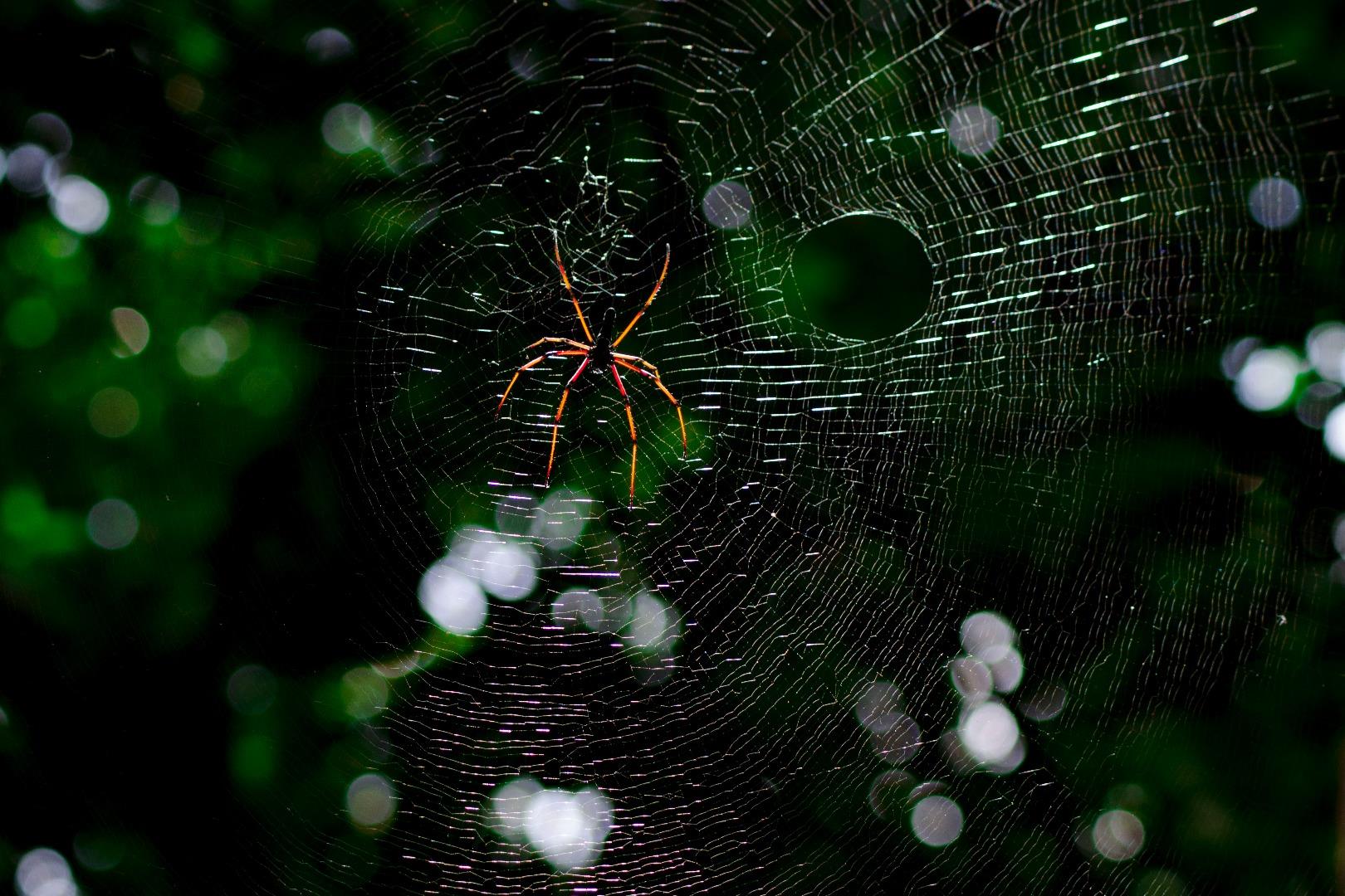 Nephila Spider