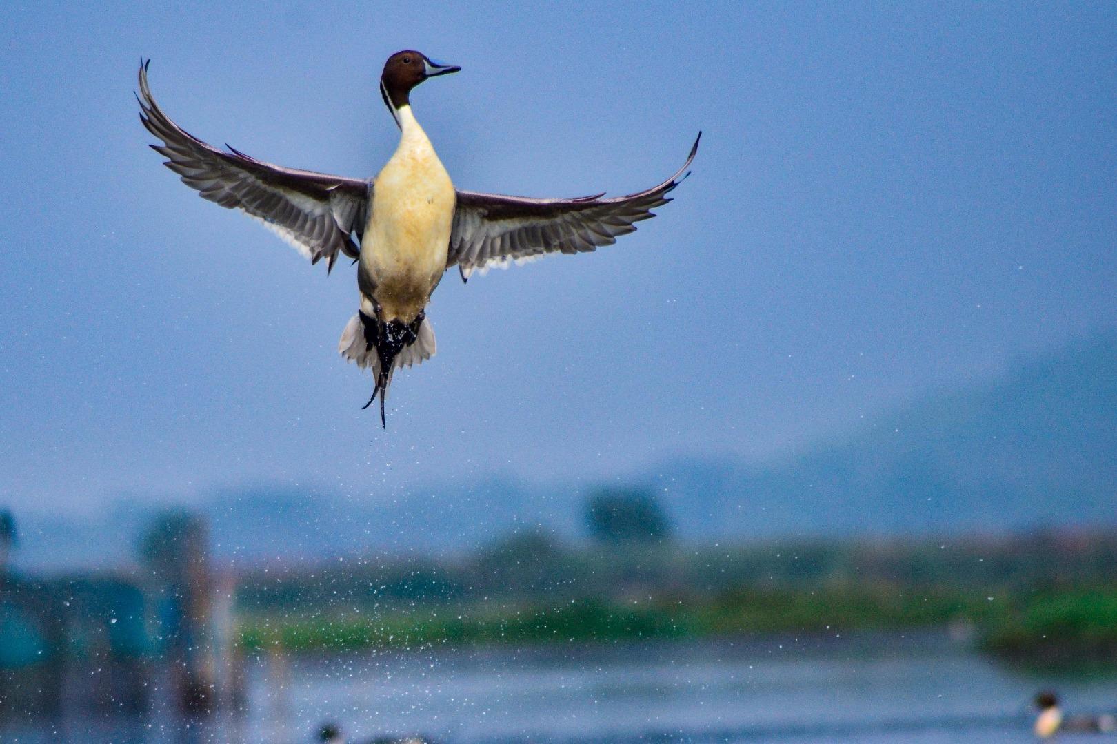 Northern pintail Male 