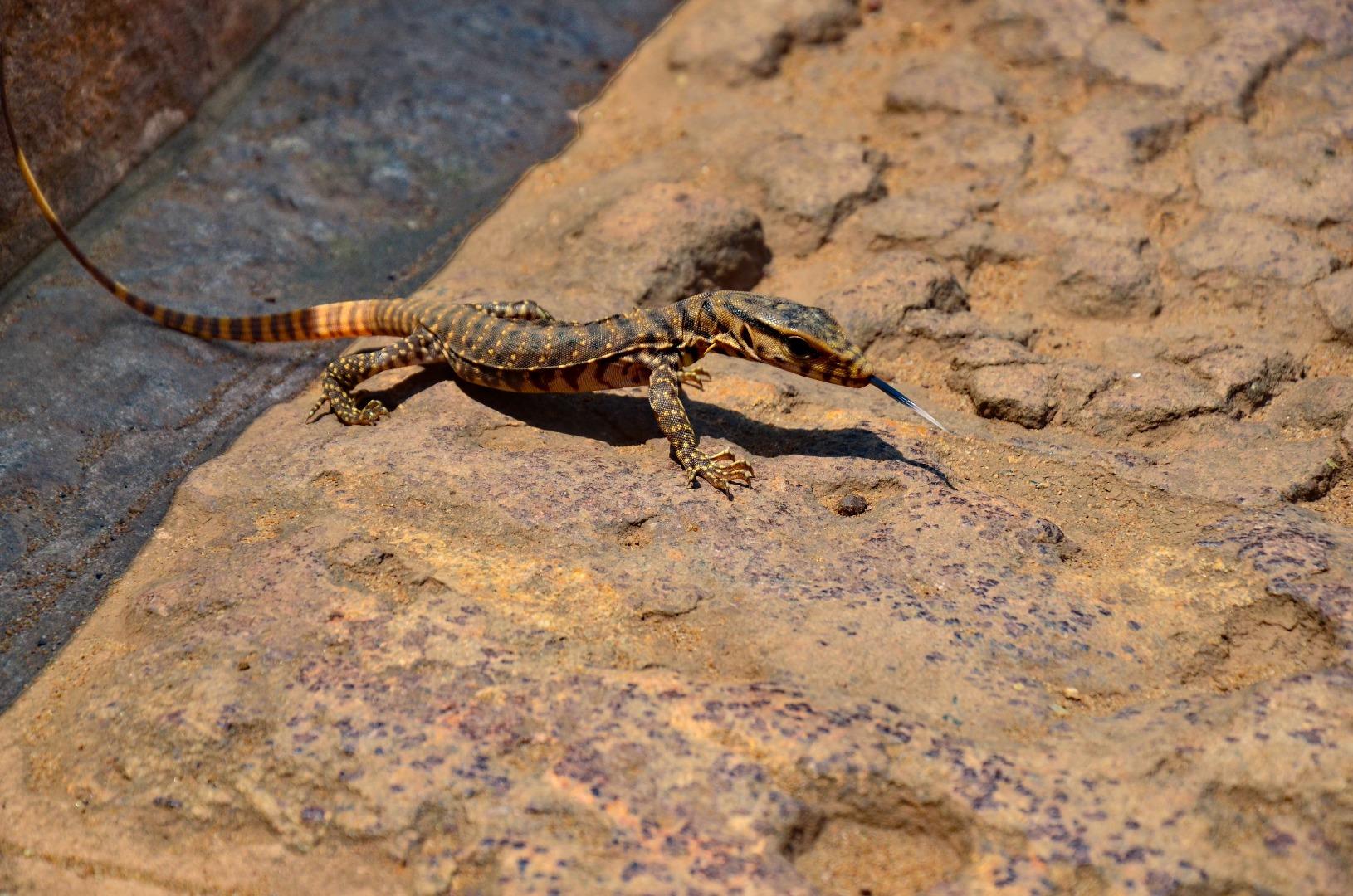 Varanus sp.