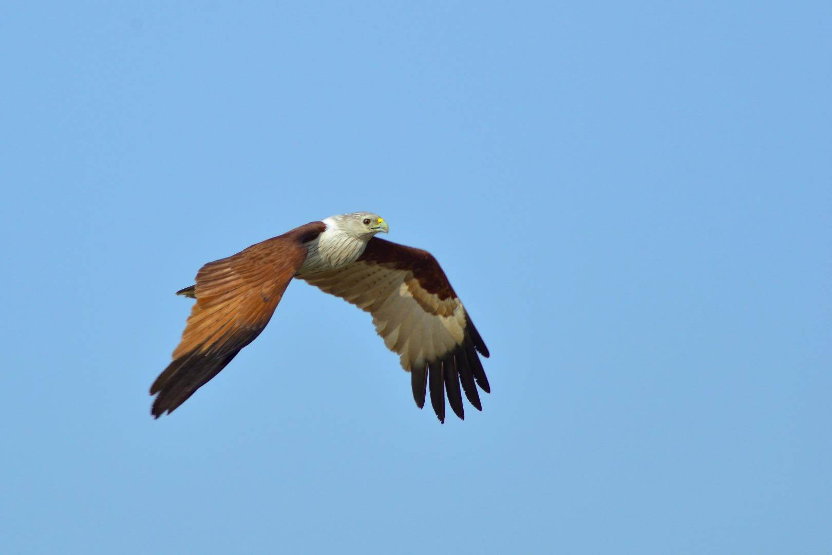 Brahmani Kite