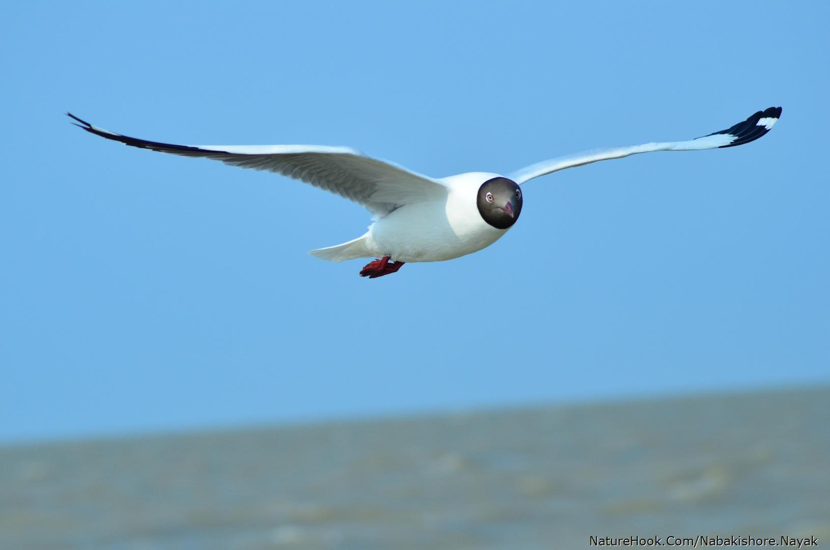 Brown headed gull