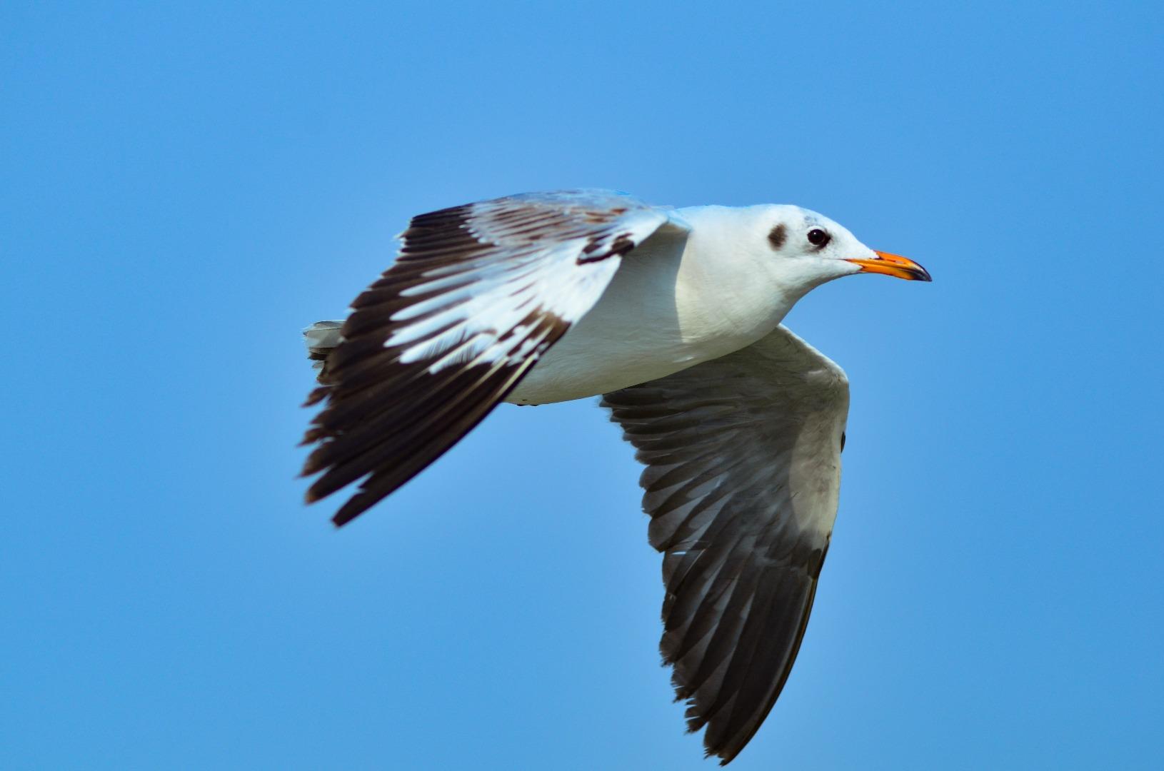 Black headed gull