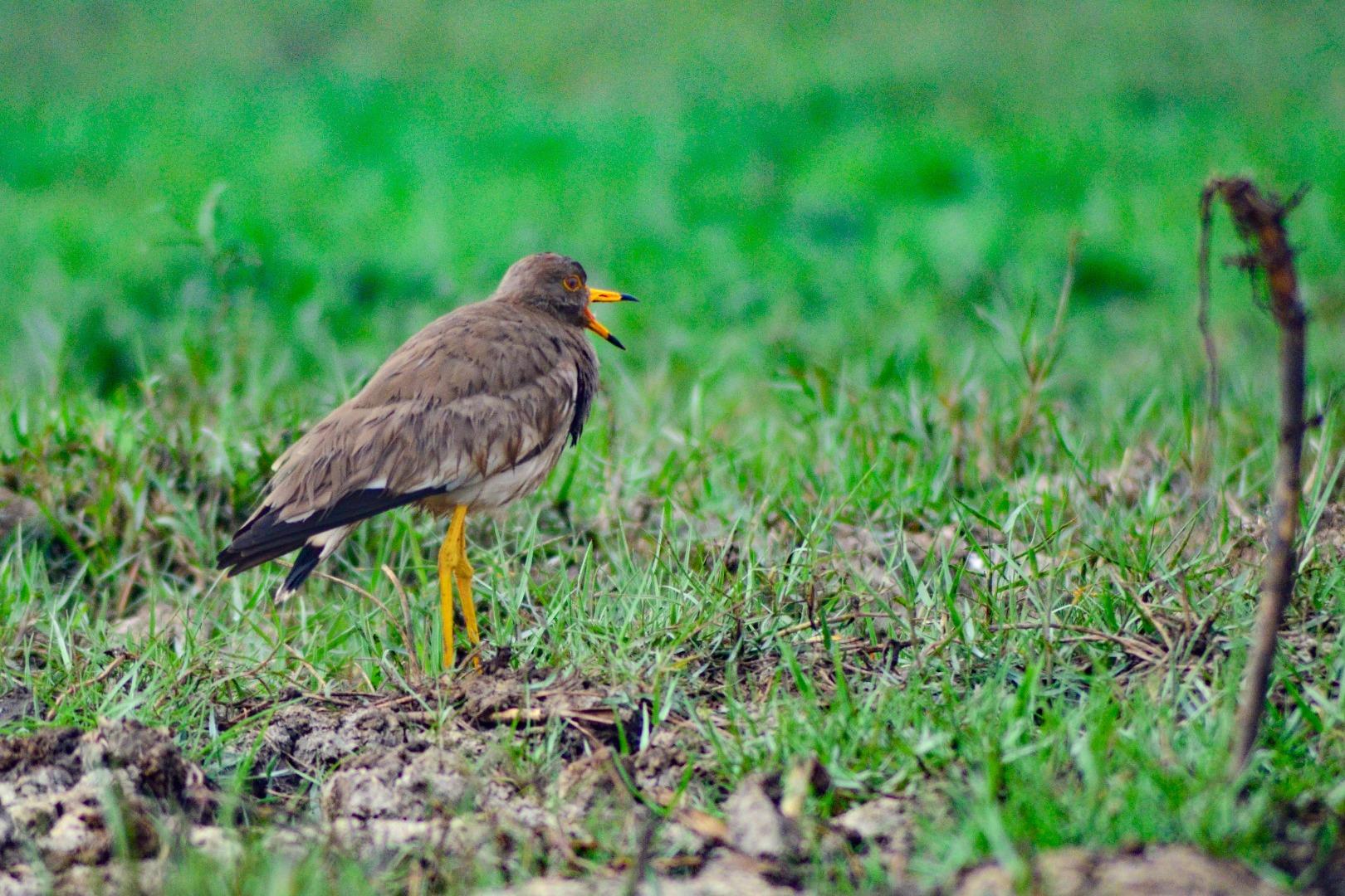 grey-headed lapwing